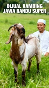 bibit kambing jawa randu
