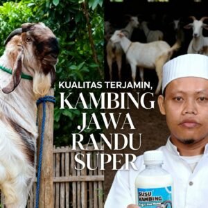 bibit kambing jawa randu